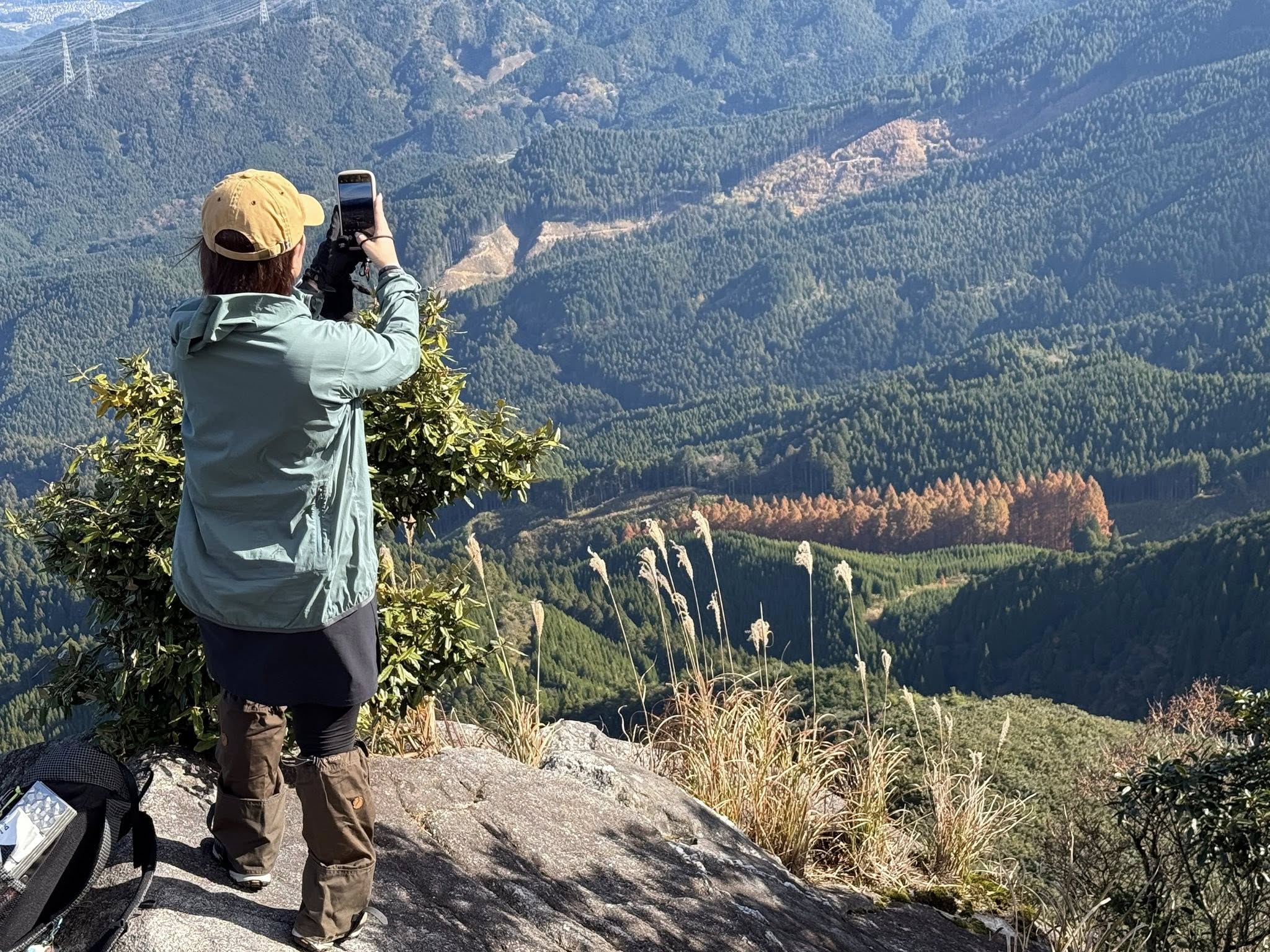 紅葉のメタセコイア、絶景を求めて